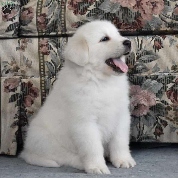 Shay, Great Pyrenees Puppy